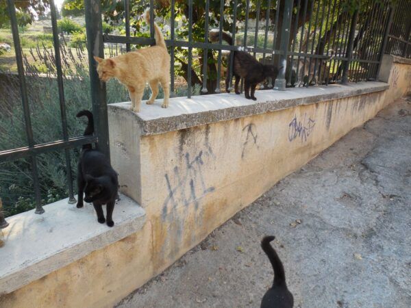 From Classics to Cats - CYA Alumna Returns to Greece! DSCN6988