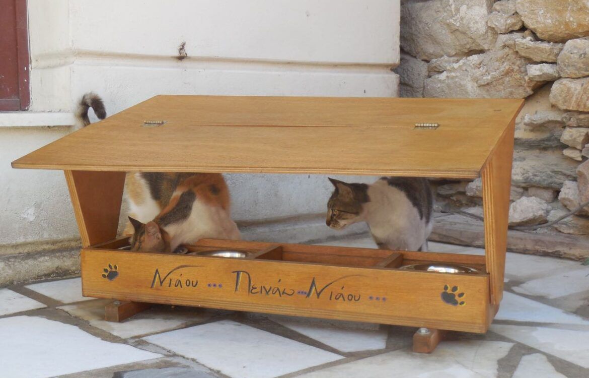 From Classics to Cats - CYA Alumna Returns to Greece! DSCN7203