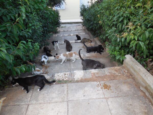 From Classics to Cats - CYA Alumna Returns to Greece! DSCN7804