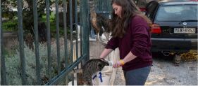 Volunteering - Friends of the Cat Nine Lives Greece
