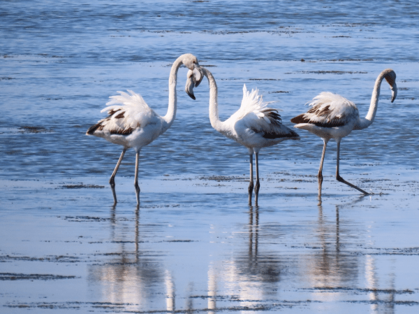 Exploring Big Ideas in Wild Places: Arrington’s Field Study Experience blog Arrington travel 2500004