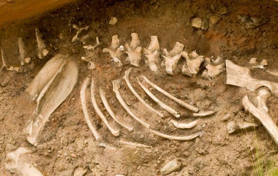 From Skeleton To Story: The Science Of Human Osteology From Skeleton to Story 01