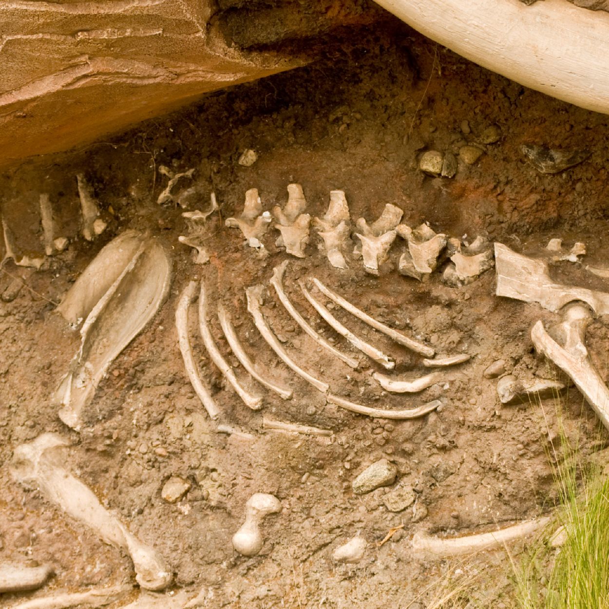 From Skeleton To Story: The Science Of Human Osteology From Skeleton to Story 01